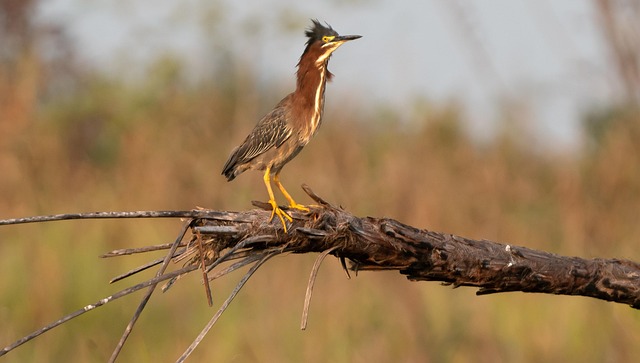 Free Green Heron Bird photo and picture