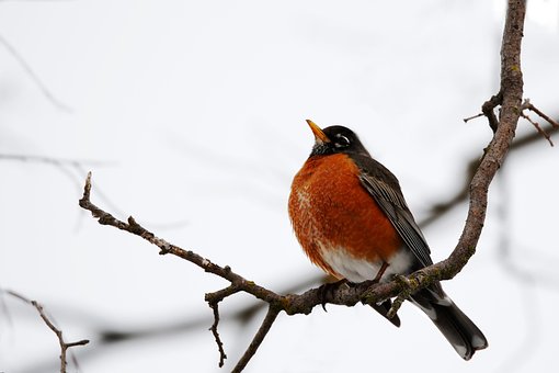 Fugl, Robin, Fjerdragt, Amerikansk Robin
