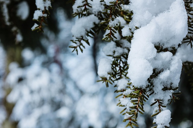 Tree Snow Branch - Free photo on Pixabay