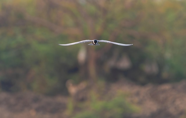 Free Bird Whiskered Tern photo and picture