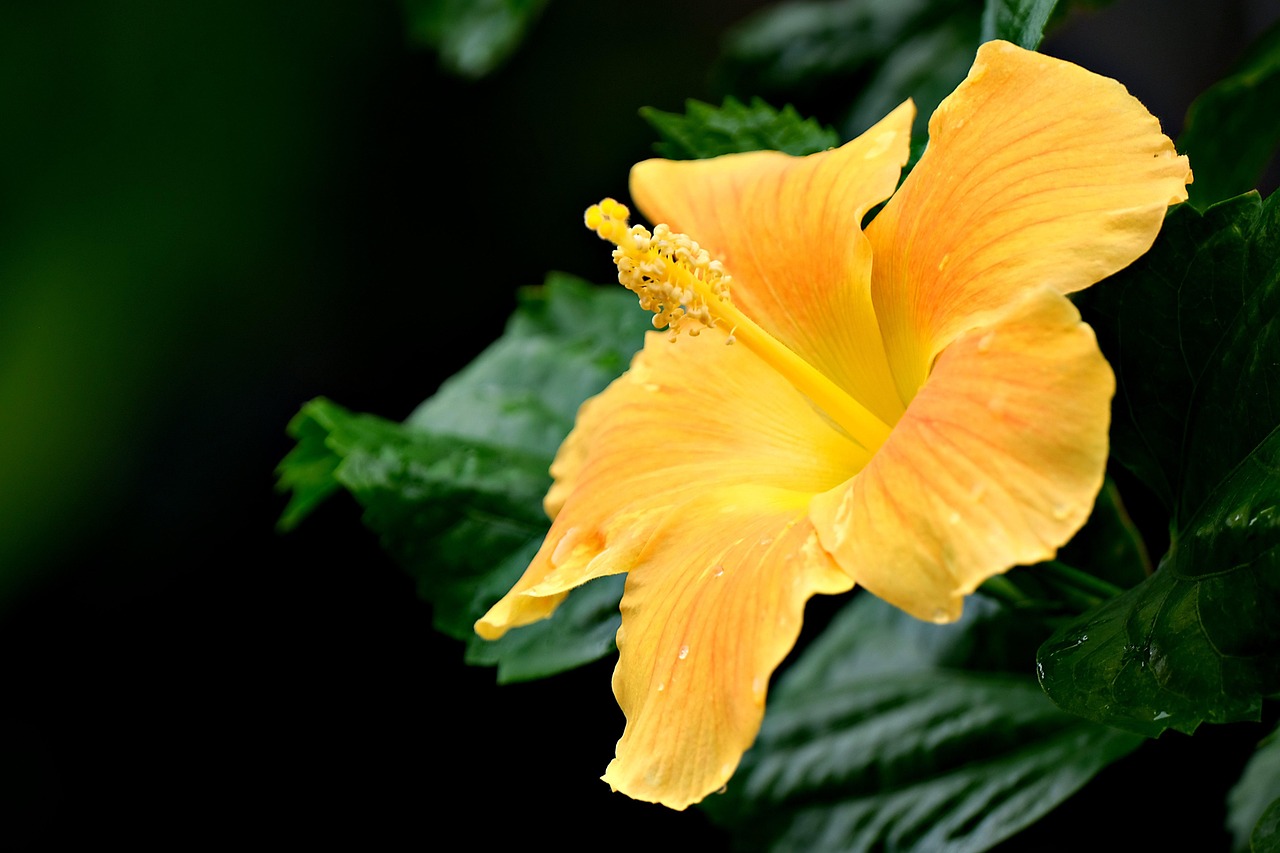 pixabay