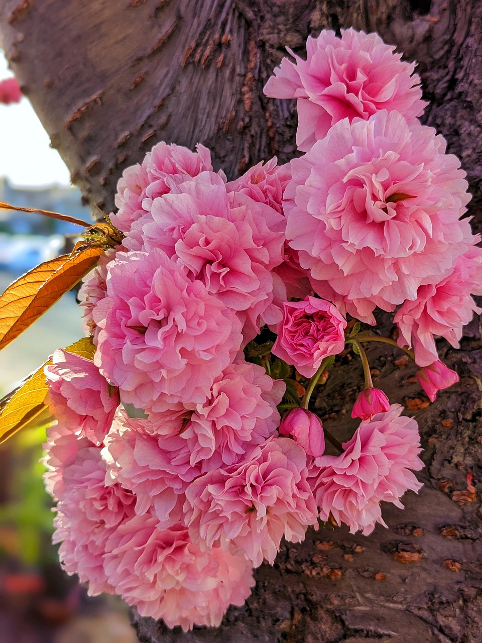 Blomster, Blomster Med Kirsebærblomster