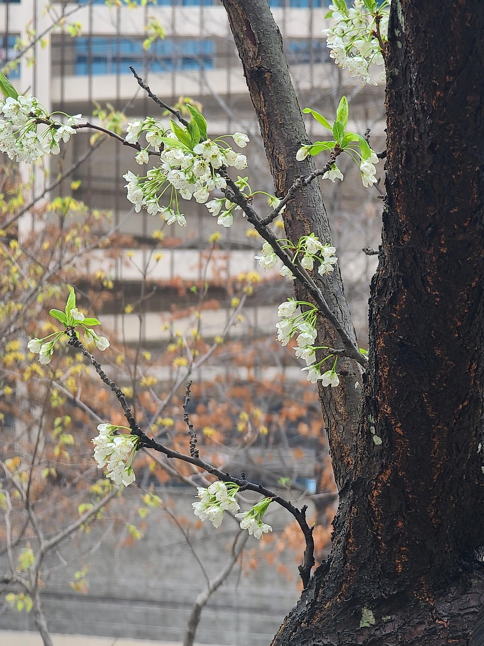 Free Spring Nature photo and picture
