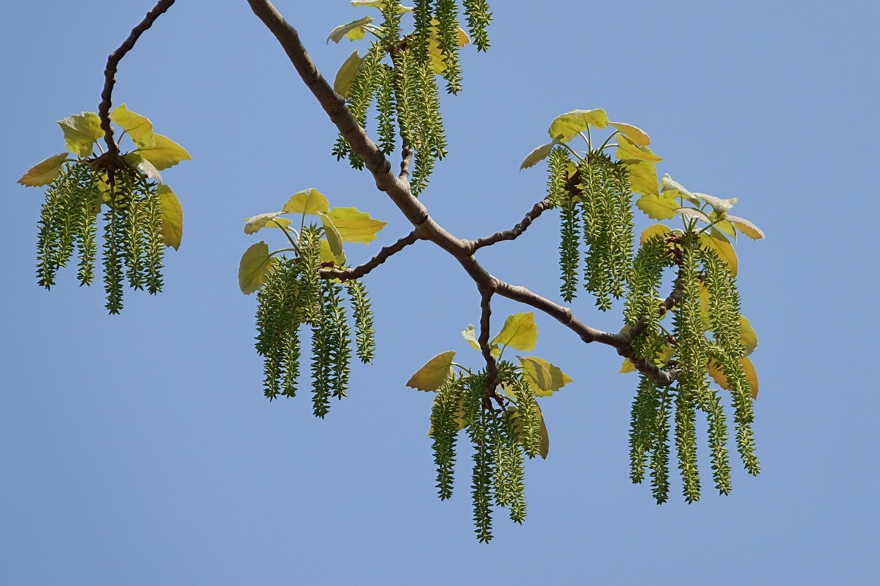 自然 植物 杨树 - Pixabay上的免费照片 - Pixabay