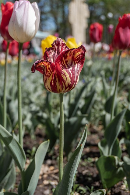 Tulipan, Blomst, Bishkek, Kirgisistan