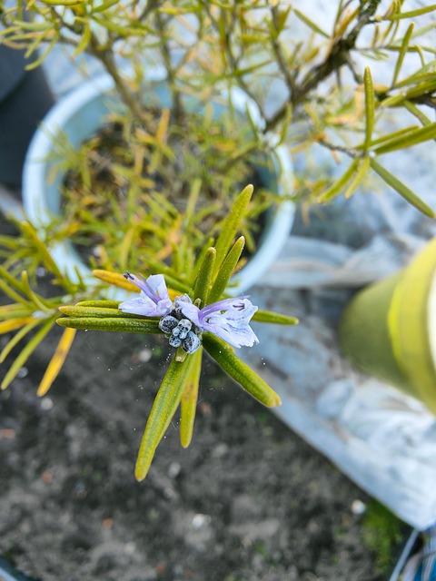 Free Rosemary Salvia photo and picture