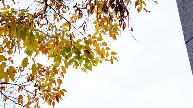 Outono, Árvore, Céu, Colorido