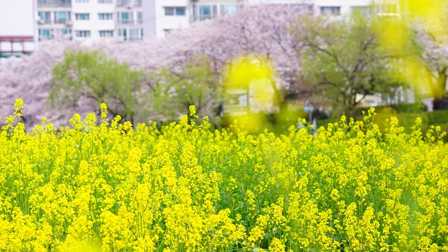 Primavera, Jardim De Flores