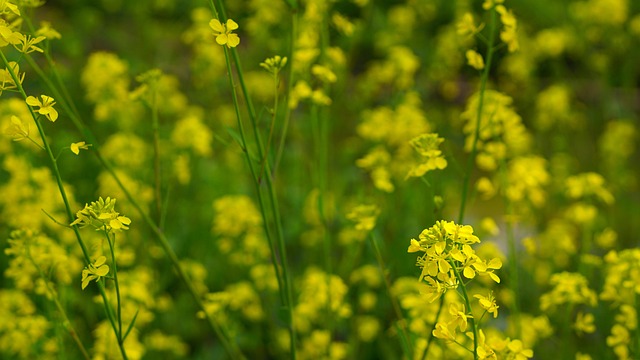 Flores De Estupro, Jardim De Flores