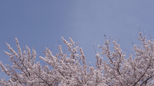 Primavera, Flor De Cerejeira, Cereja