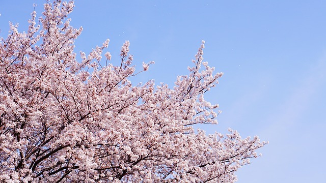 Flor, Flores Da Primavera