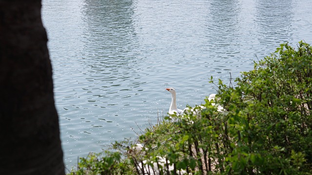 Parque, Lago, Novo, Primavera, Ganso