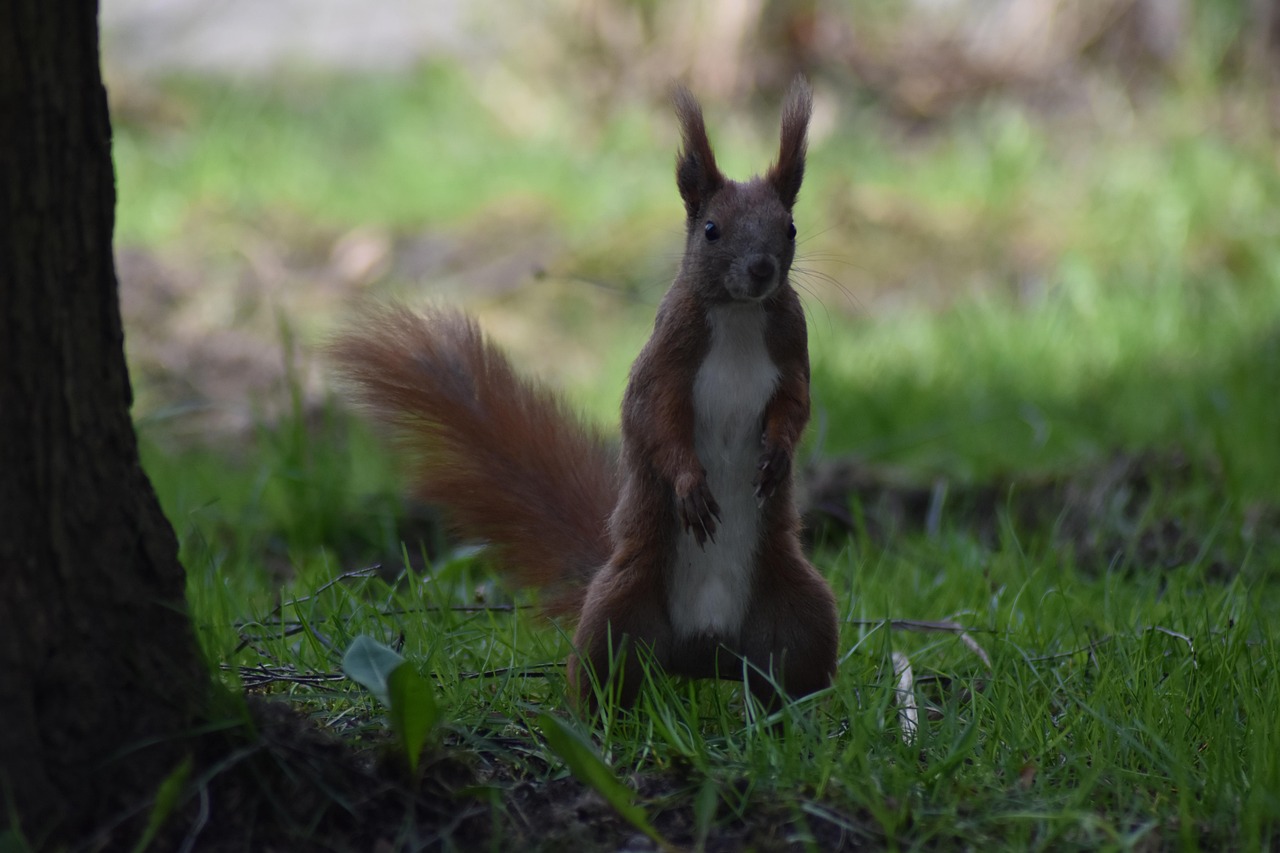 The Squirrel Squirrels Free photo on Pixabay Pixabay