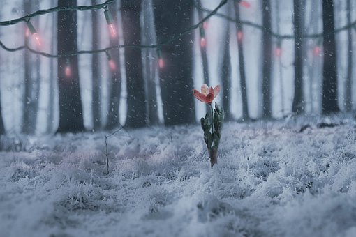 Blomst, Snø, Fe Lys, Jul, Advent, Vinter