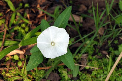Bloem, Natuur, De Lente, Plant, Wit