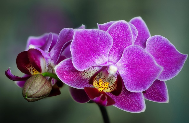 Free Flower Bud photo and picture