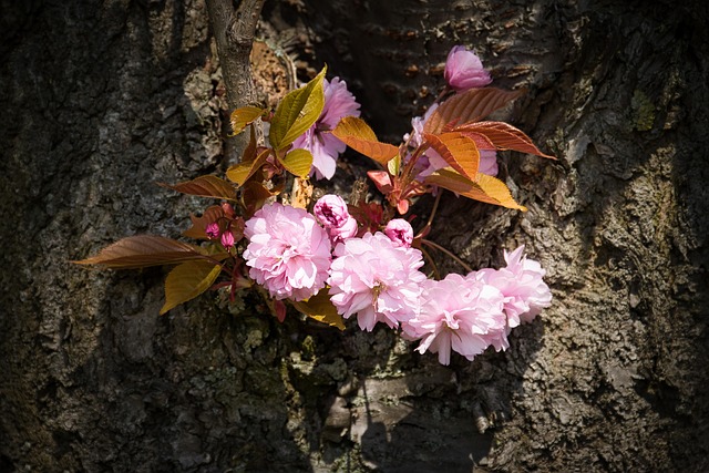 Free Tree Flower photo and picture