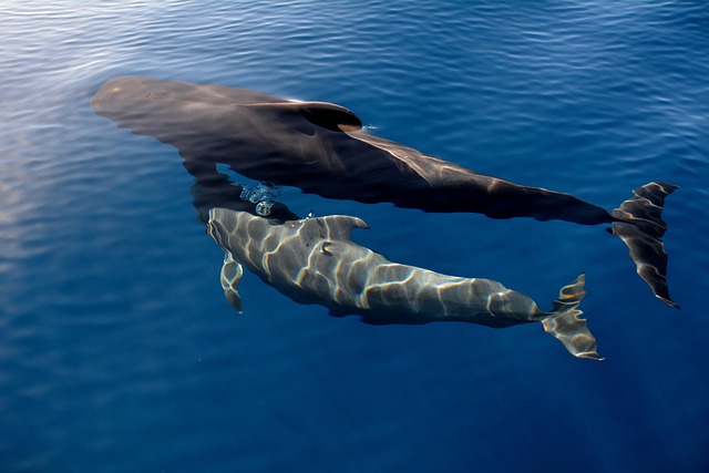 Natur, Wale, Grindwale, Meer, Fische