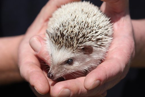 Free Animal Hedgehog photo and picture