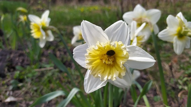 Påskeliljer, Forår, Blomster