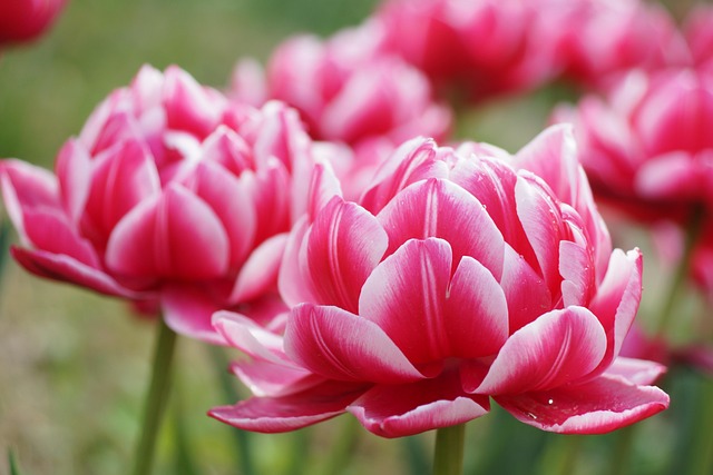 Free Flowers Tulips photo and picture