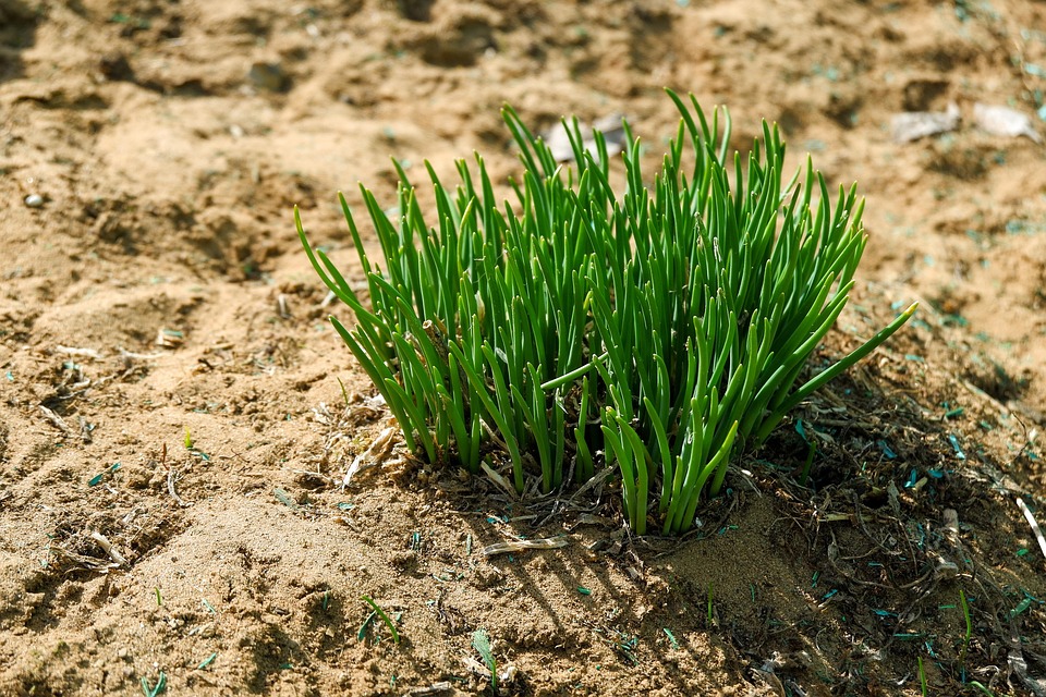 Onion Sprouts Seedlings Winter Free photo on Pixabay