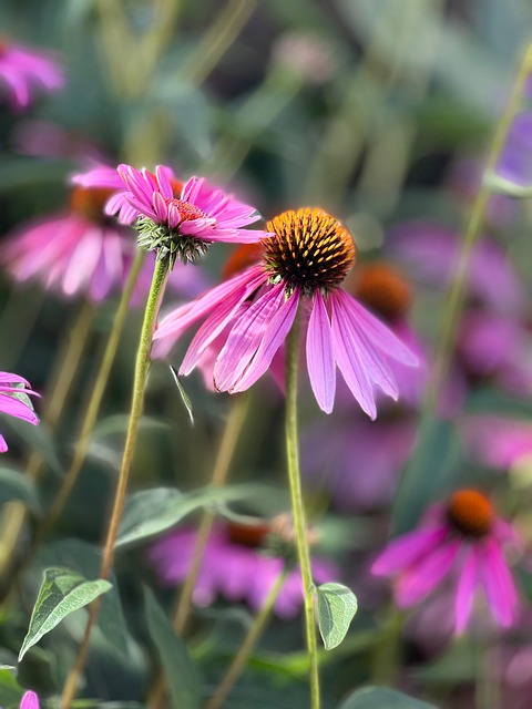 Sonnenhut, Kornblume, Blumen