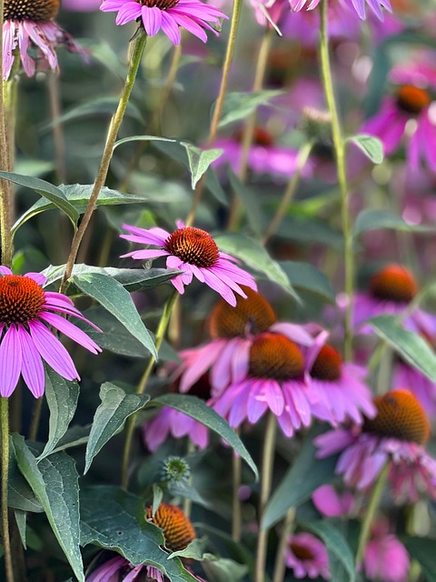 Sonnenhut, Kornblume, Blume