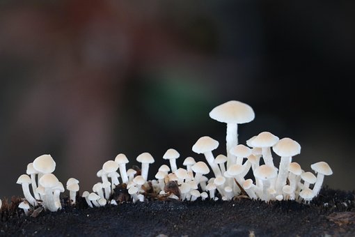 Paddestoelen, Natuur, Paddenstoel