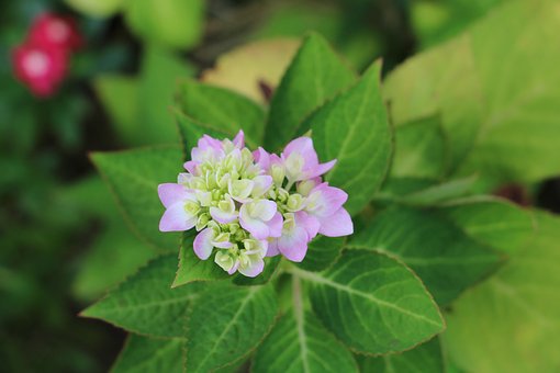 Hortensia, Bloemen, Purper, Roze, Natuur