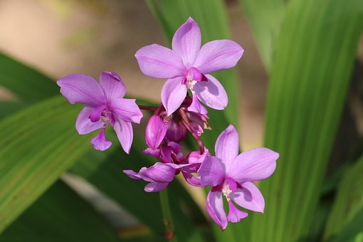 Orchidee, Bloem, Natuur, Grondorchidee