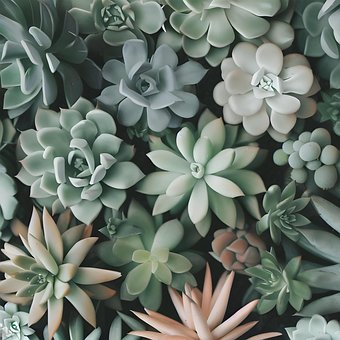 Free Plant Nature illustration and picture