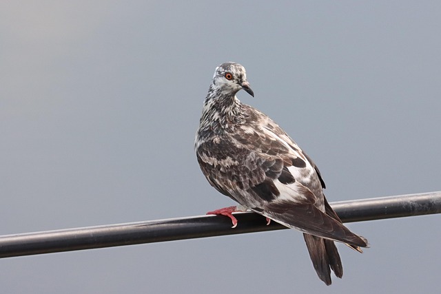 Duif, Vogel, Dier, Aviaire, Zangvogel