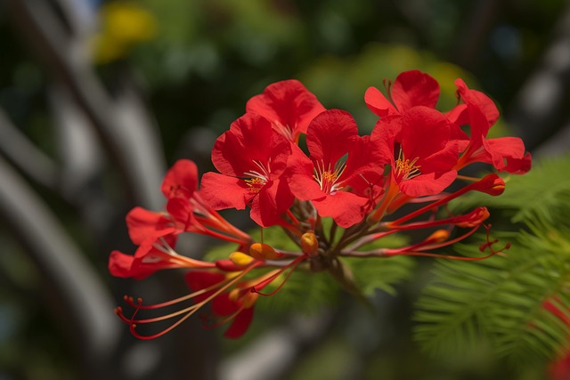 Flowers Red Phoenix - Free photo on Pixabay