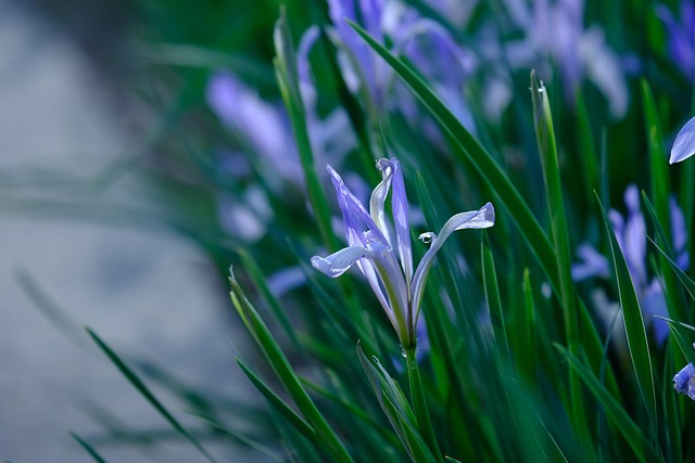 Free Little Flower Grass photo and picture
