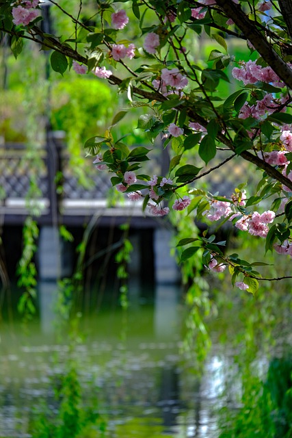 Free Cherry Blossom Sakura photo and picture