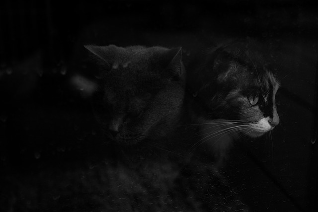 Free Cat The Cat photo and picture