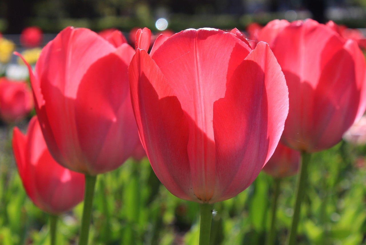 Tulipán Flor Flora - Foto gratis en Pixabay