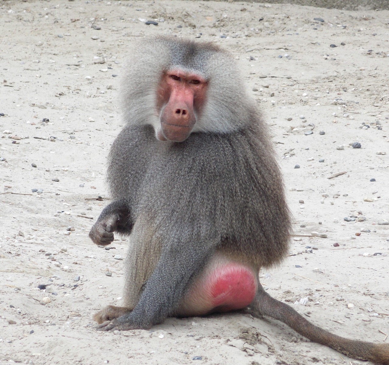 Babuíno Jardim Zoológico Macaco - Foto gratuita no Pixabay - Pixabay