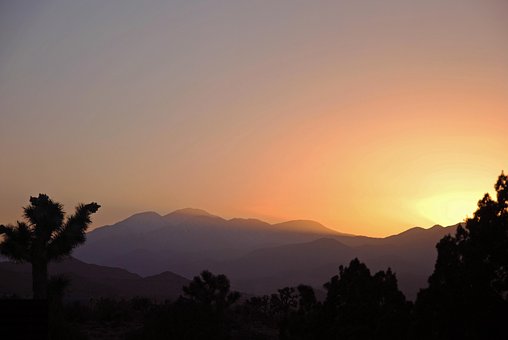 Free Joshua Tree Joshua Tree National Park photo and picture