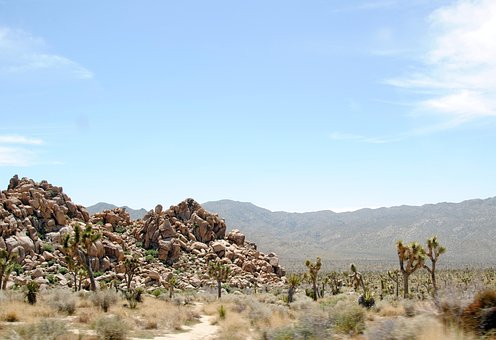 Free Joshua Tree Joshua Tree National Park photo and picture
