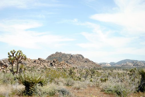 Free Joshua Tree Joshua Tree National Park photo and picture