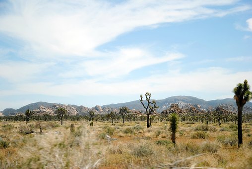 Free Joshua Tree Joshua Tree National Park photo and picture