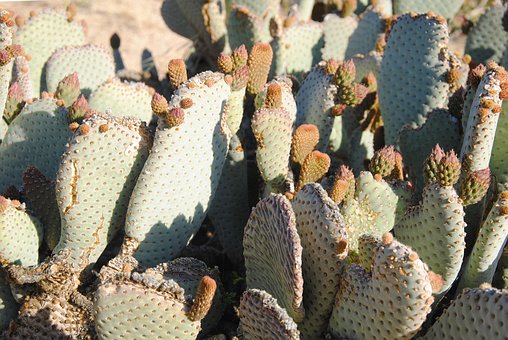 Free Cactus Cacti photo and picture