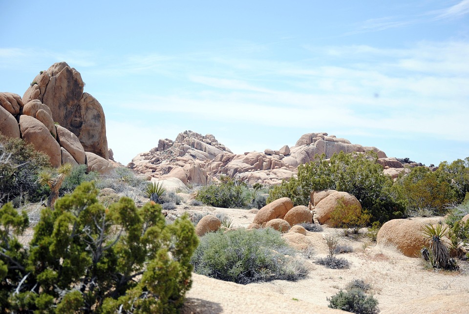 Joshua Tree National Free photo on Pixabay