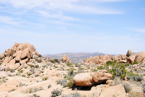 Free Joshua Tree Joshua Tree National Park photo and picture