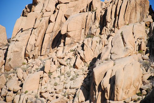 Free Joshua Tree Joshua Tree National Park photo and picture