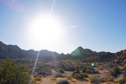 Free Joshua Tree Joshua Tree National Park photo and picture
