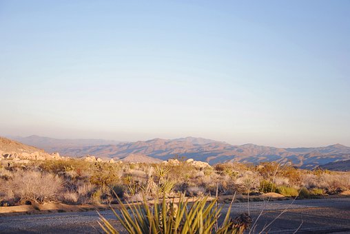 Free Joshua Tree Desert photo and picture