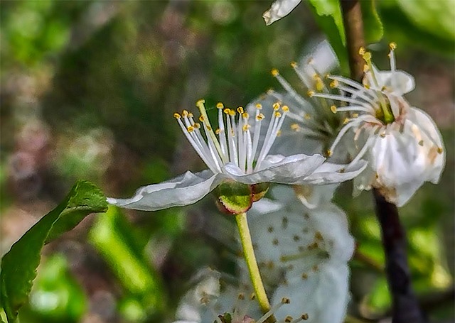 Free Spring Flowers photo and picture